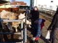 1-visiting-uncle-hartmuts-cows