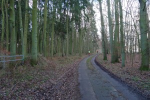 3 lining up in the woods